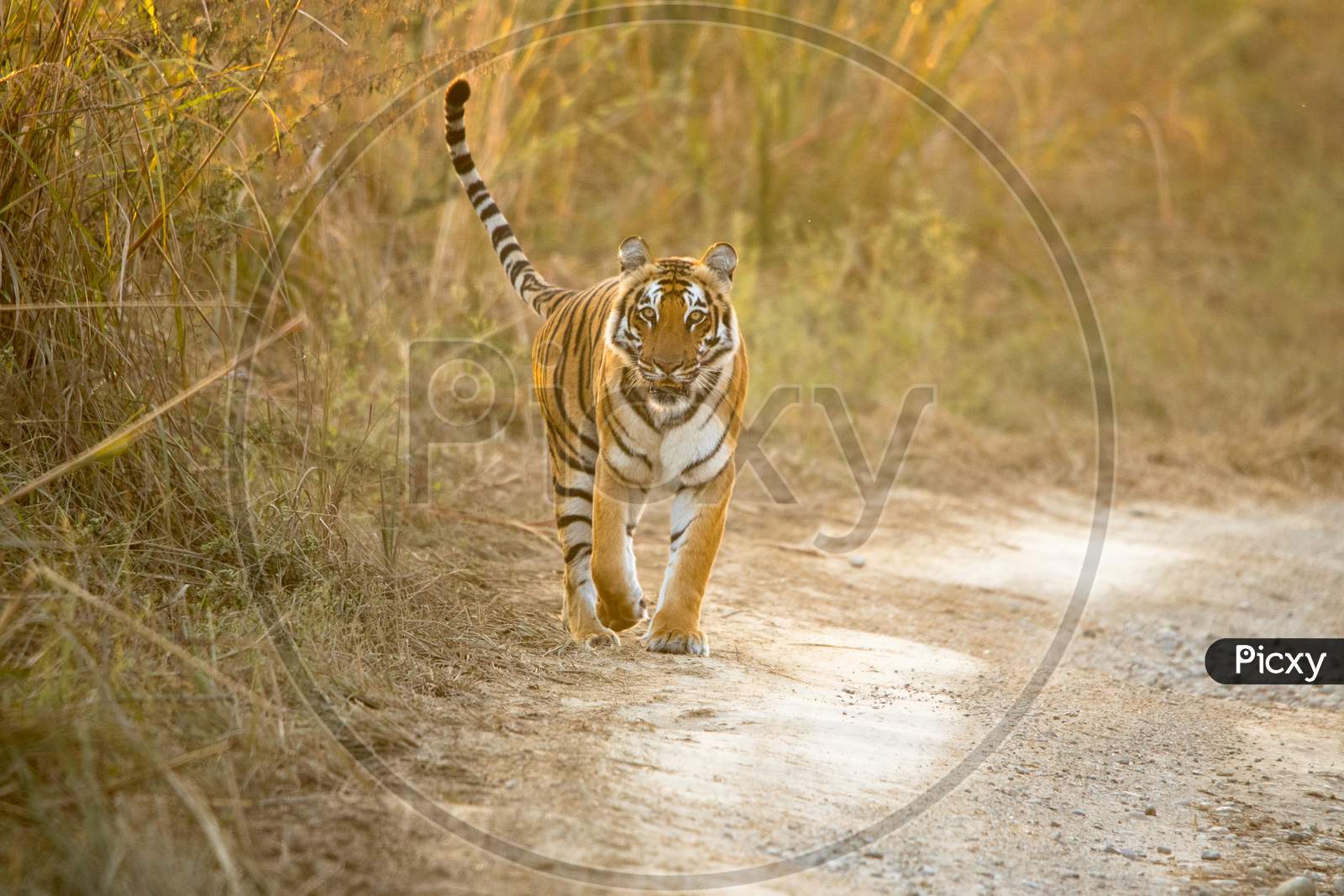 Royal Bengal Tiger head on