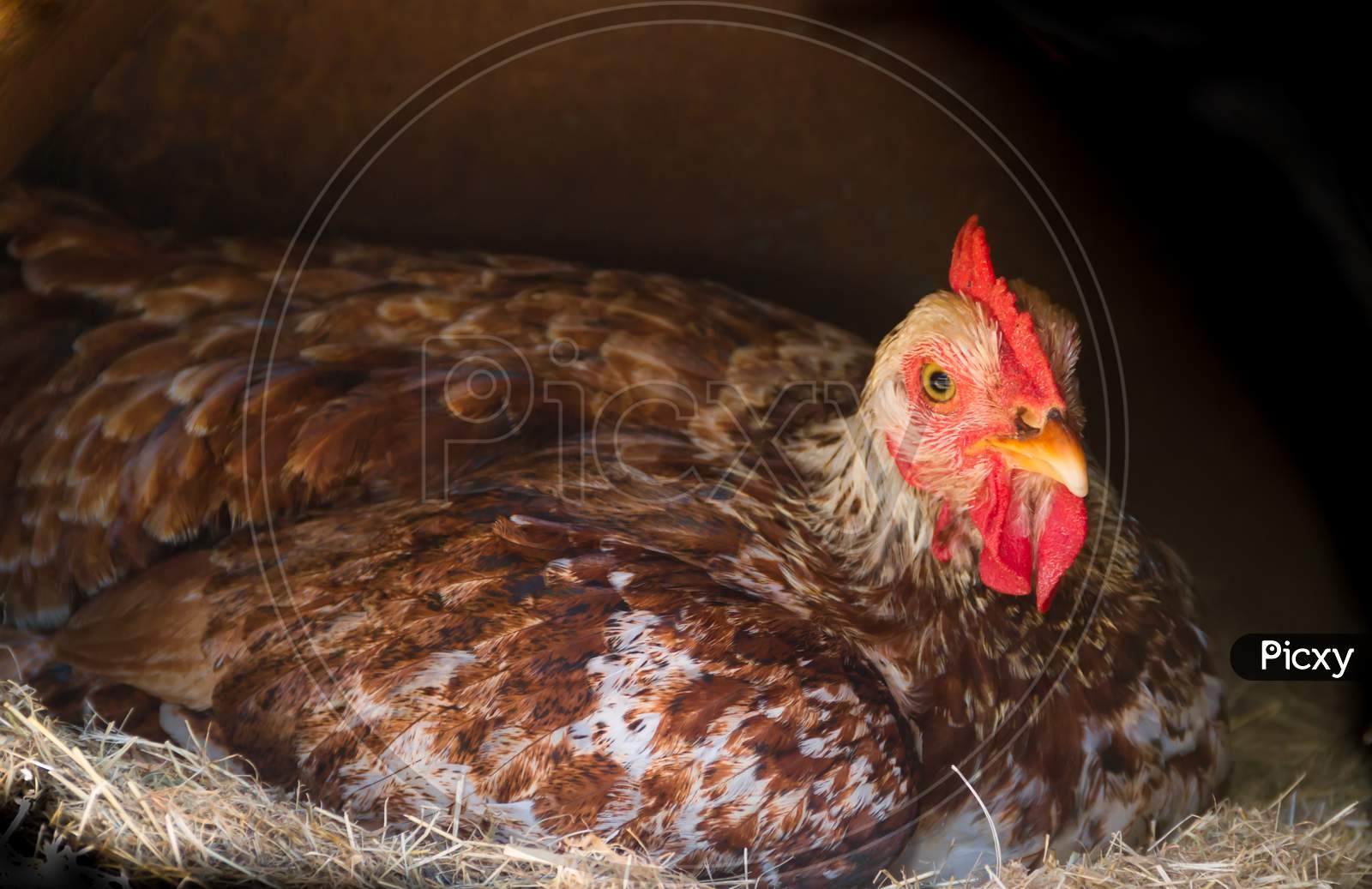 Broody Hen Brooding In The Nest Of The Farm
