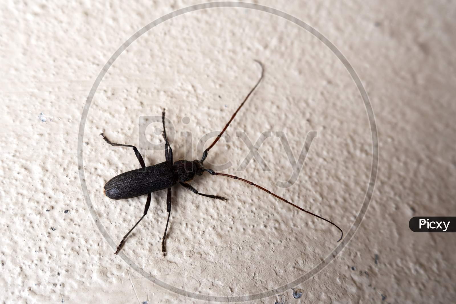 Brown Long-Horned Beetle Isolated On Wall