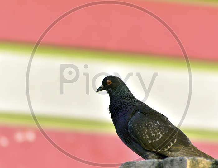 Domestic Pigeon with a sharp look