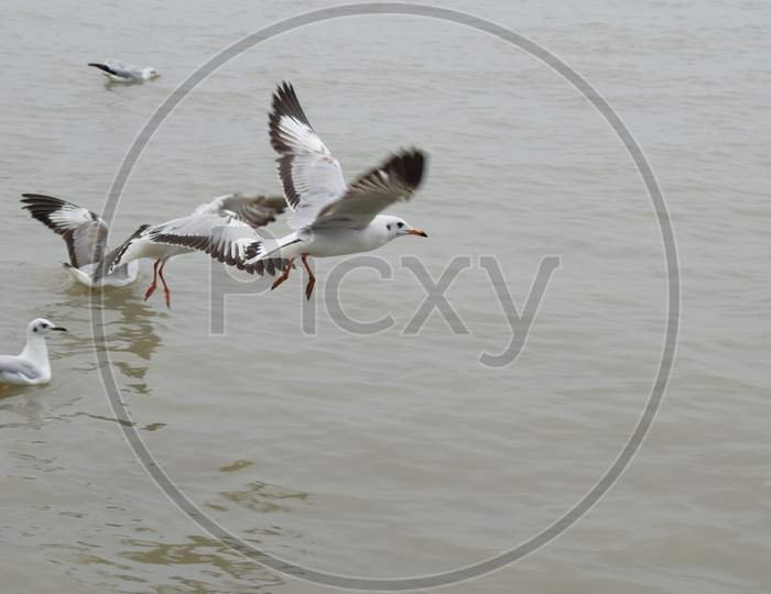 Seagull Birds Flying At Gangasagar