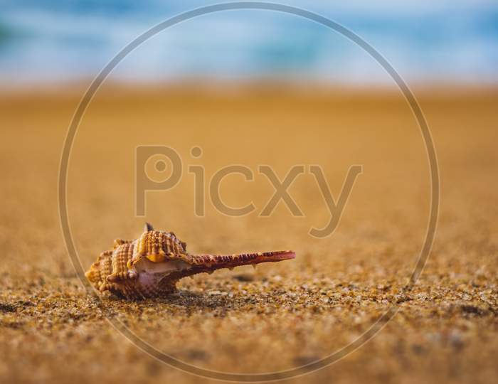 Seashell In The Sand On The Background Of Beach And Sea - (Shallow Dof). Beach With Conch Seashell Under Blue Sky At Sunrise. Single Shell On Beach Seascape.