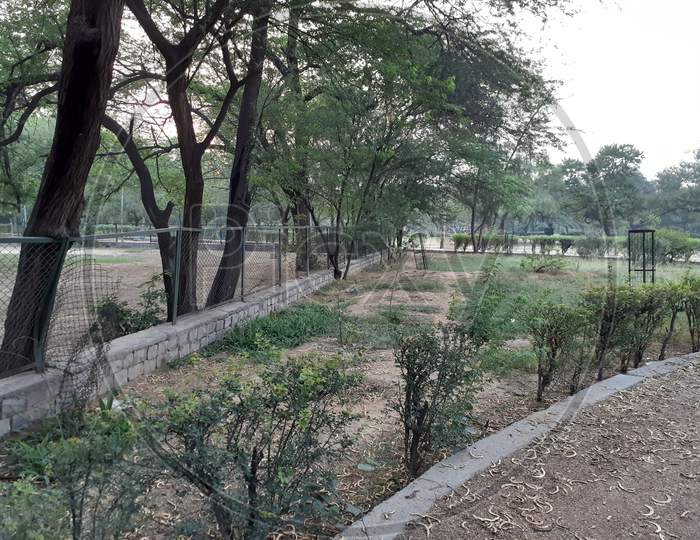 Many Trees and Plants in a Park