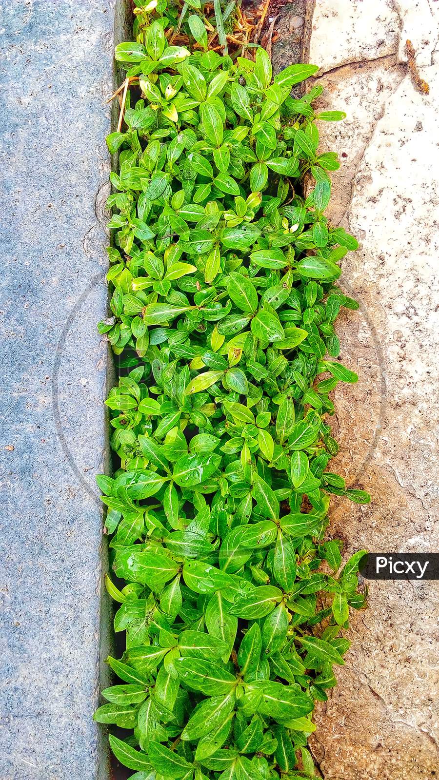Greenery in small places