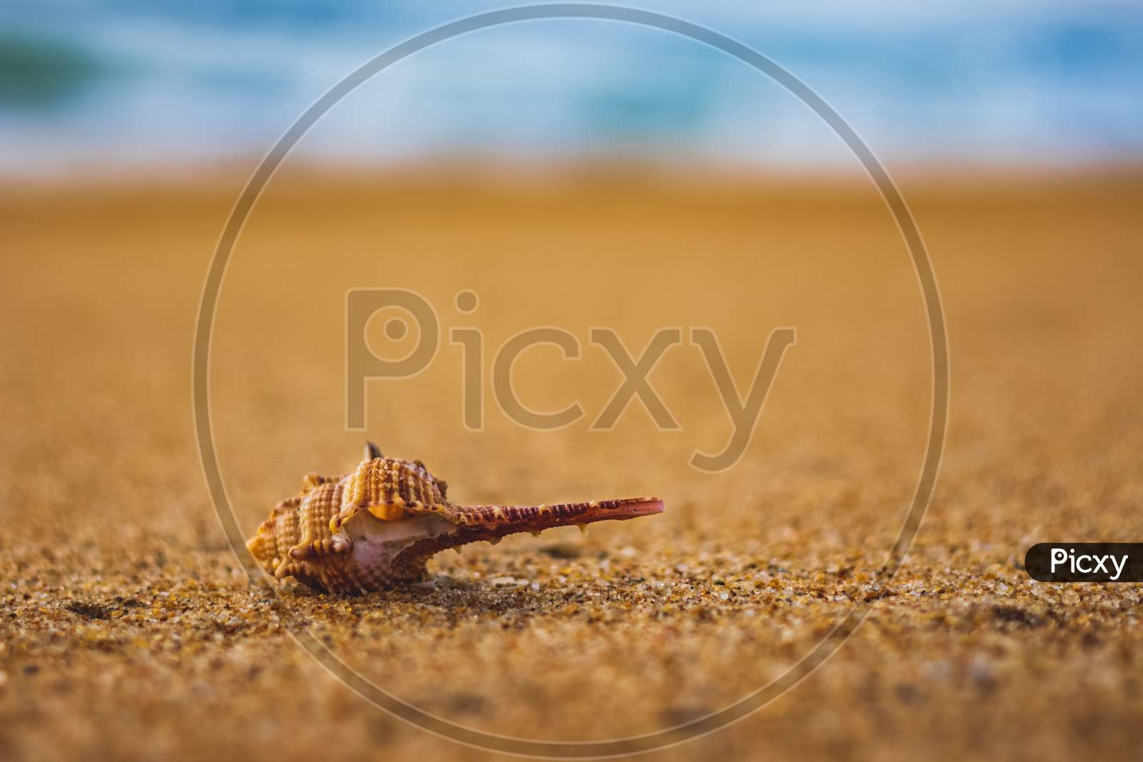 Seashell In The Sand On The Background Of Beach And Sea - (Shallow Dof). Beach With Conch Seashell Under Blue Sky At Sunrise. Single Shell On Beach Seascape.