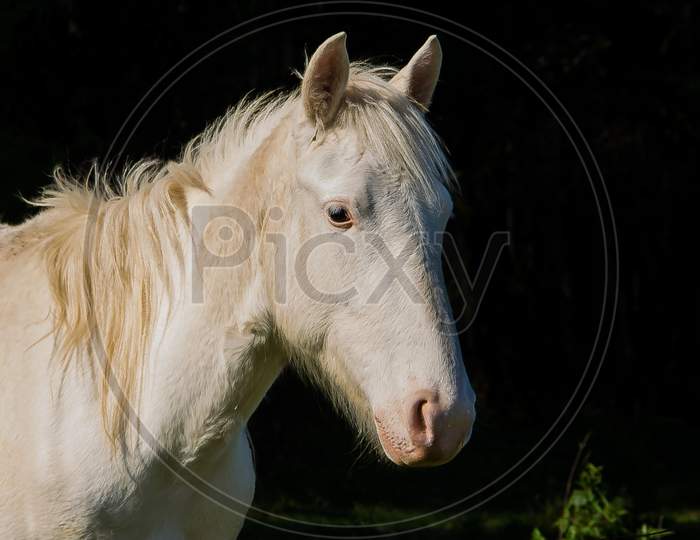 White Horse Portrait On Black Contrast Background