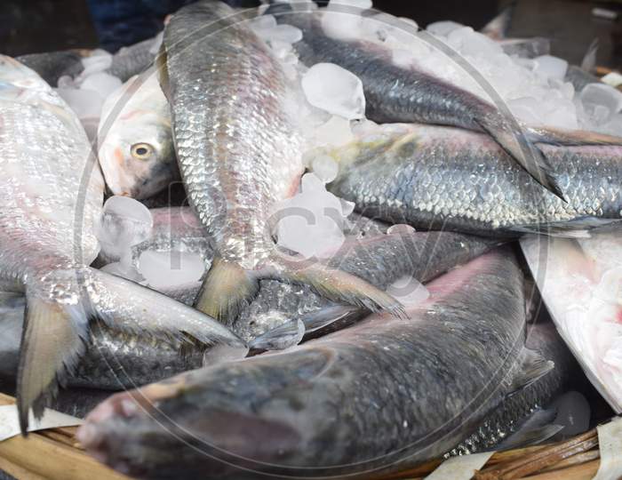 Ilish Selling In The Market At Digha, West Bengal