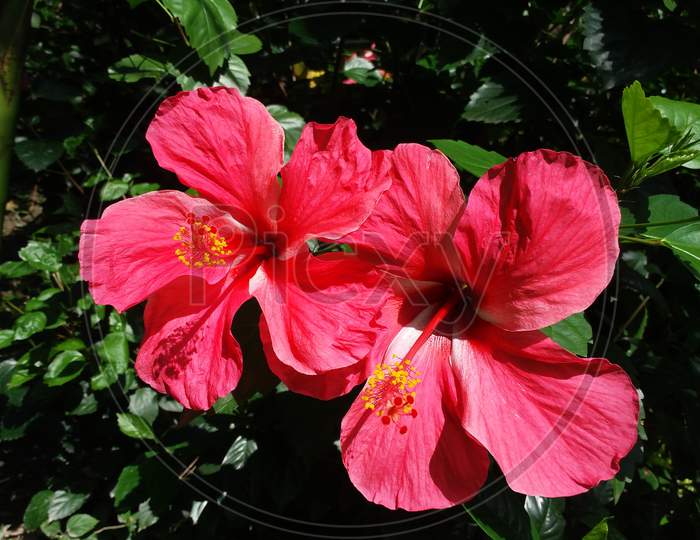 Hibiscus Flower double flower red colour