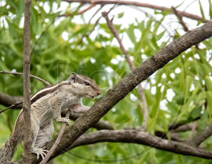Images For Squirrel Climbing Up The Branch Of Tree.