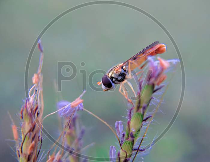 Insect close-up click, Beautiful composition and colours and also good quality picture.