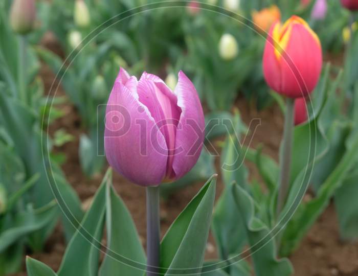 Blooming Tulips during Spring Time