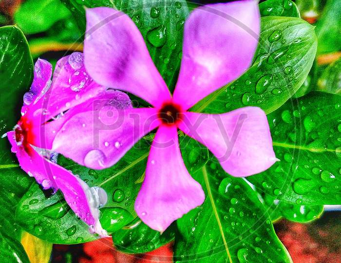 Beautiful flower with wet leaf