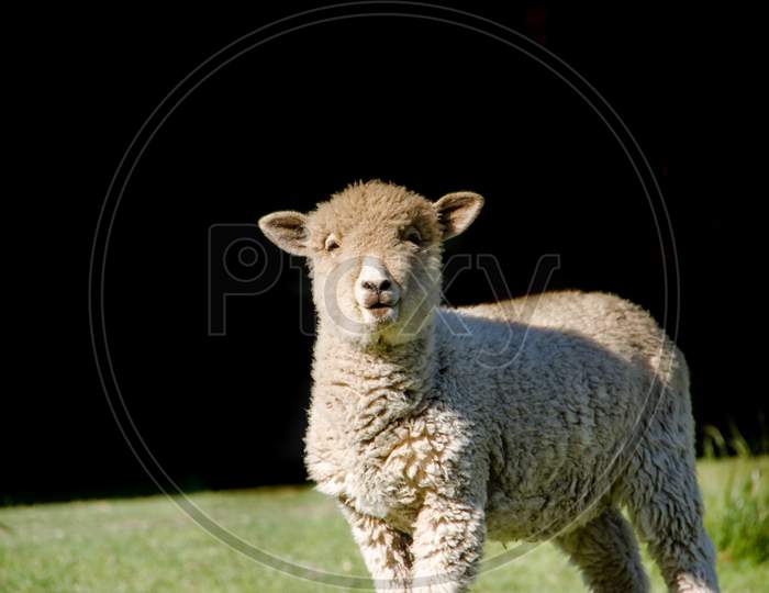 Portrait Of Lamb In The Field With Black Background