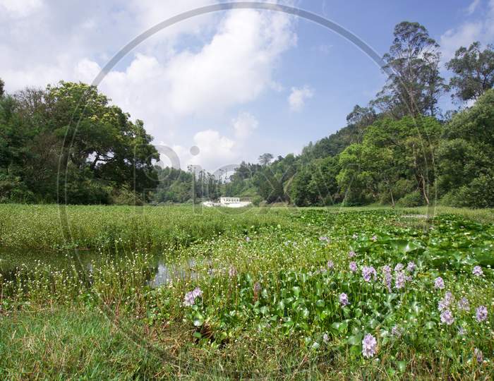 Dam in the forest with water and flowers and green leaf