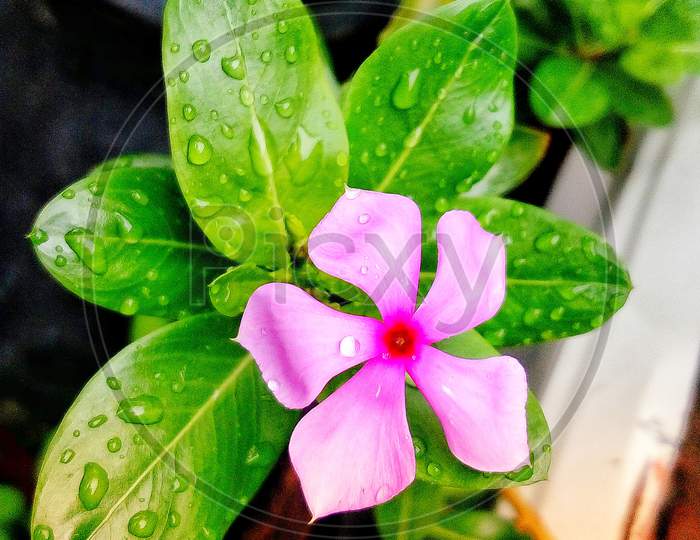 Beautiful flower with wet leafs
