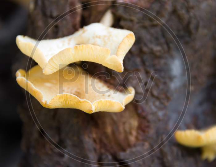 Fungi That Grow On The Bark Of The Dead Tree