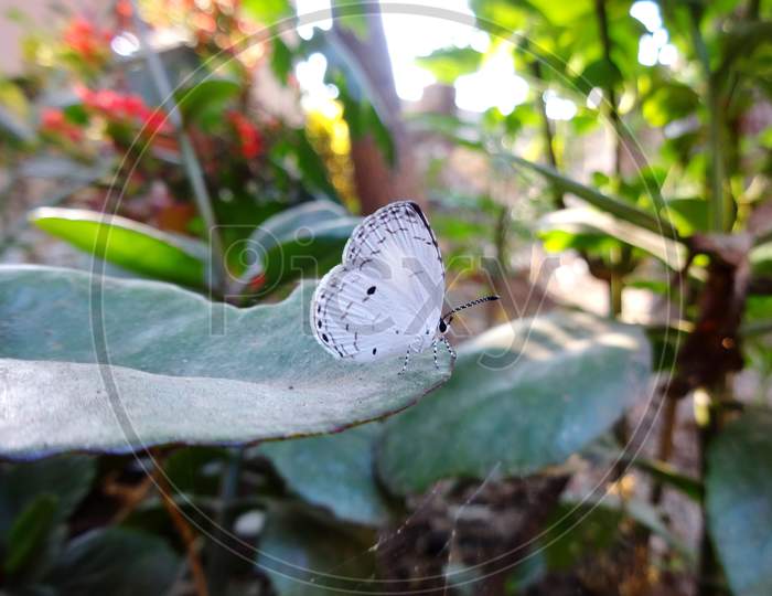 Beautiful closeup white butterfly in focus