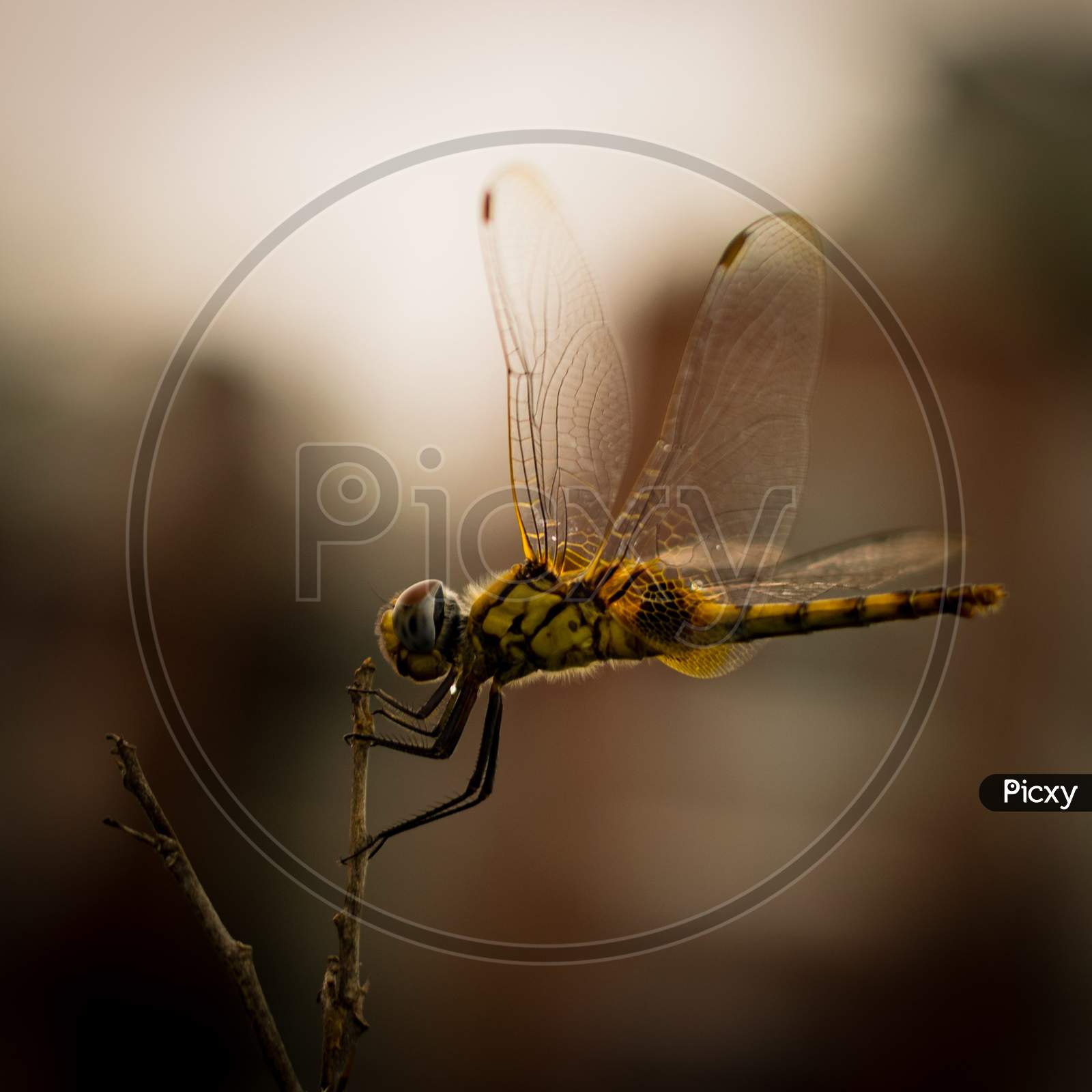 dragon fly sits on a thin stand