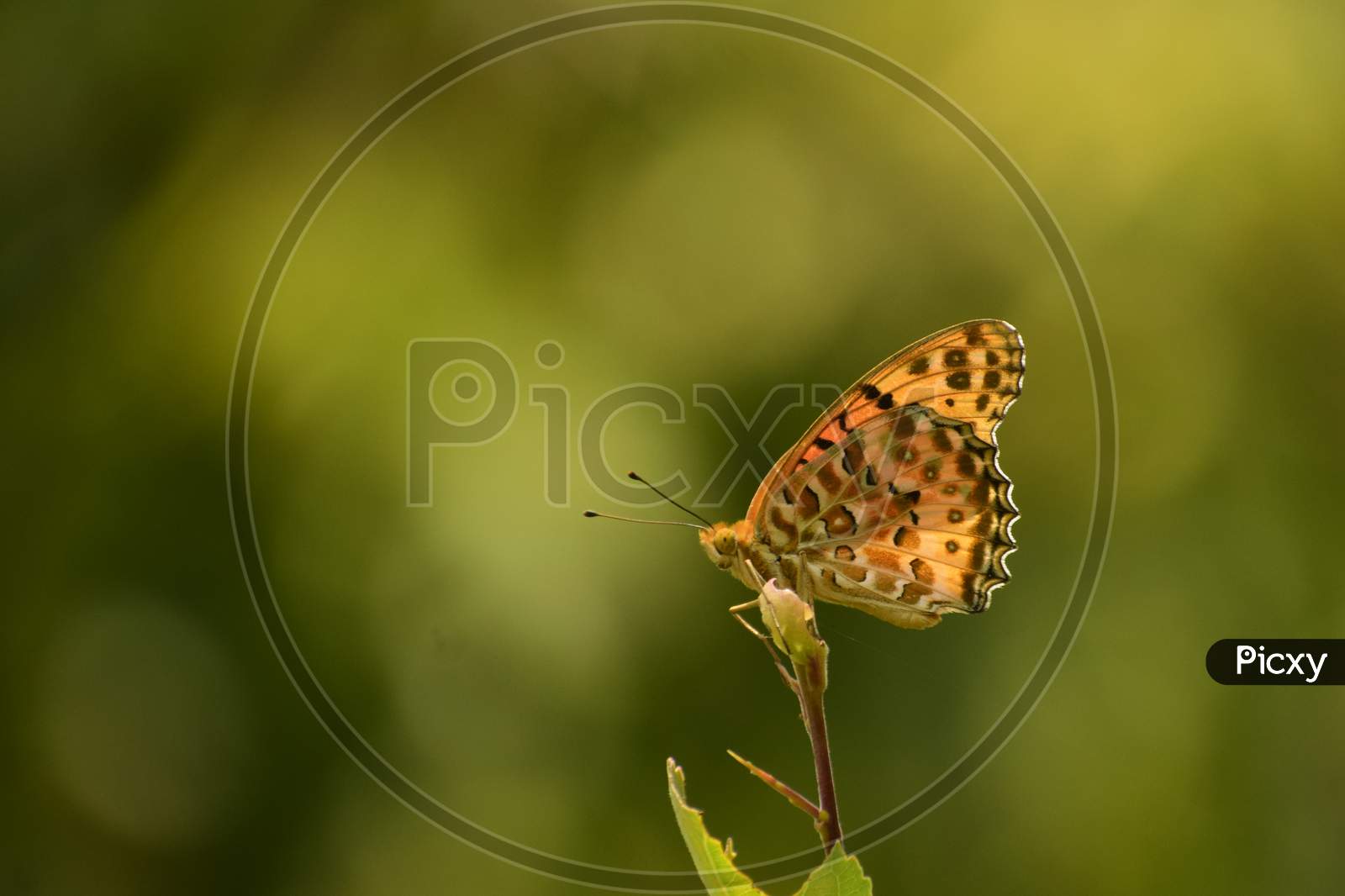 Beautiful Picture Of Indian Fritillary Butterfly ( Argynnis Hyperbius) Sitting In Nature.