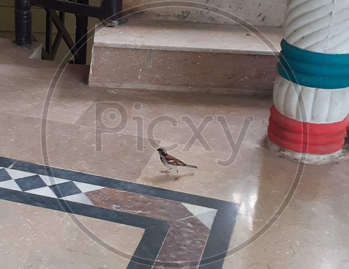 Sparrow in my house