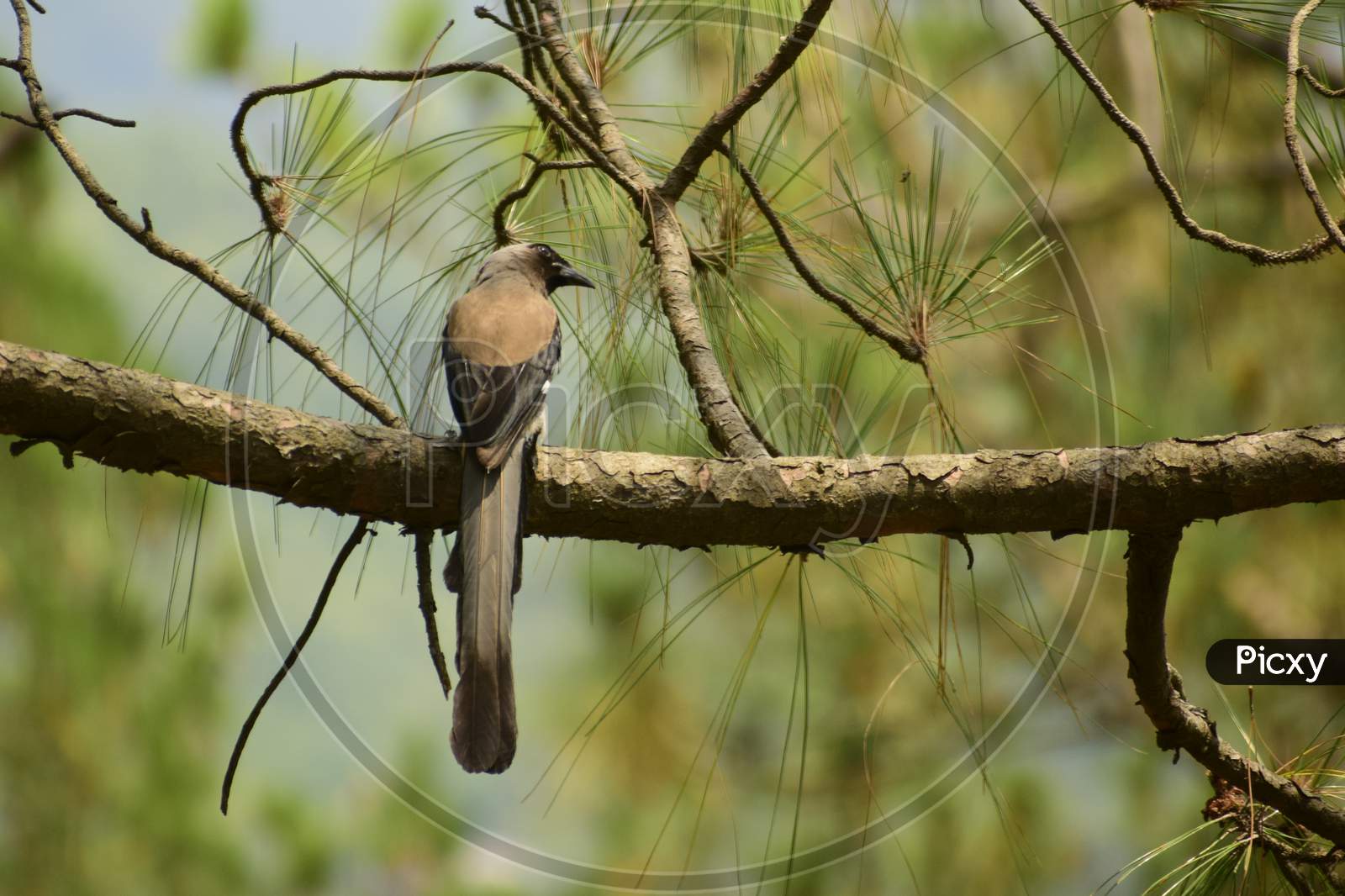 Beautiful Picture Of Himalayan Grey Treepie ( Dendrocitta Formosae) Bird Sitting On Pine Tree Branch.