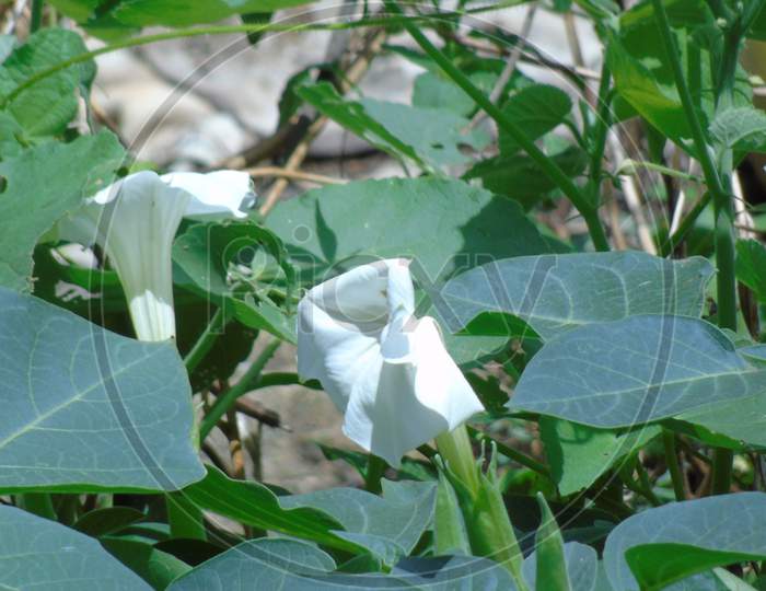 Green plant with white flower