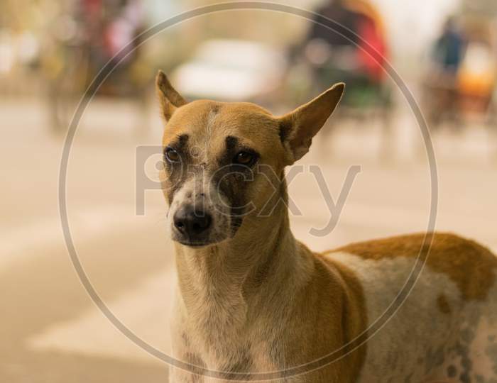 Brown And White Color Indian Pariah Dog Looking At The Camera With A Curious Look