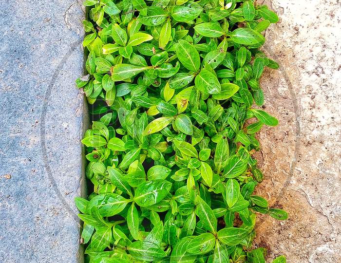 Greenery in small places
