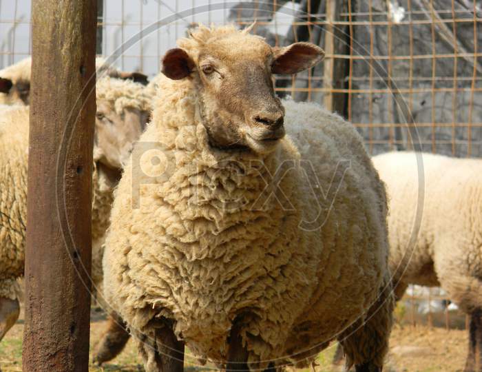Sheep Farm In Pampas Argentina, Province Of Santa Fe