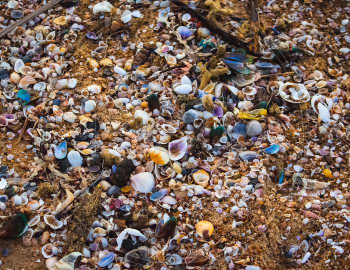 Small Shells And Garbage Pollution On The Beach Near Chennai. View Of Beach Covered With Different Sea Shells. Selective Focus. Many Small Shells Close-Up Lying On The Beach On A Summer Day