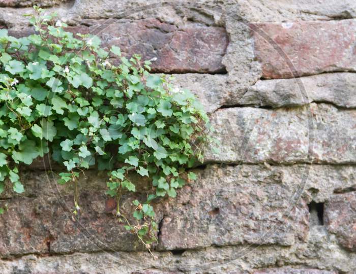 Brick Wall With Green Ivy Of White Flowers