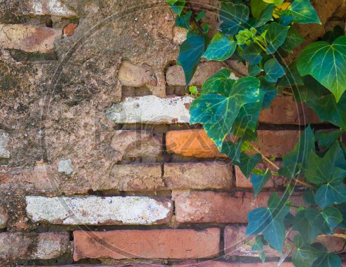 Green Ivy On The Old Brick Wall With Space To Write