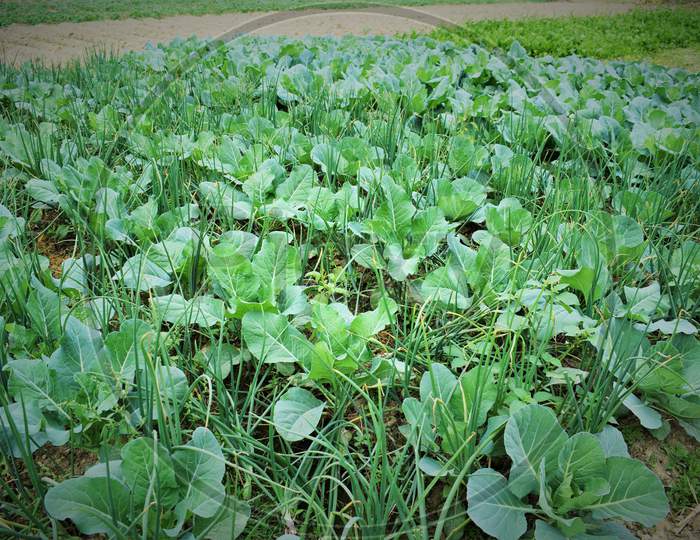 Cauliflower Growing In The Village Field In Westbengal