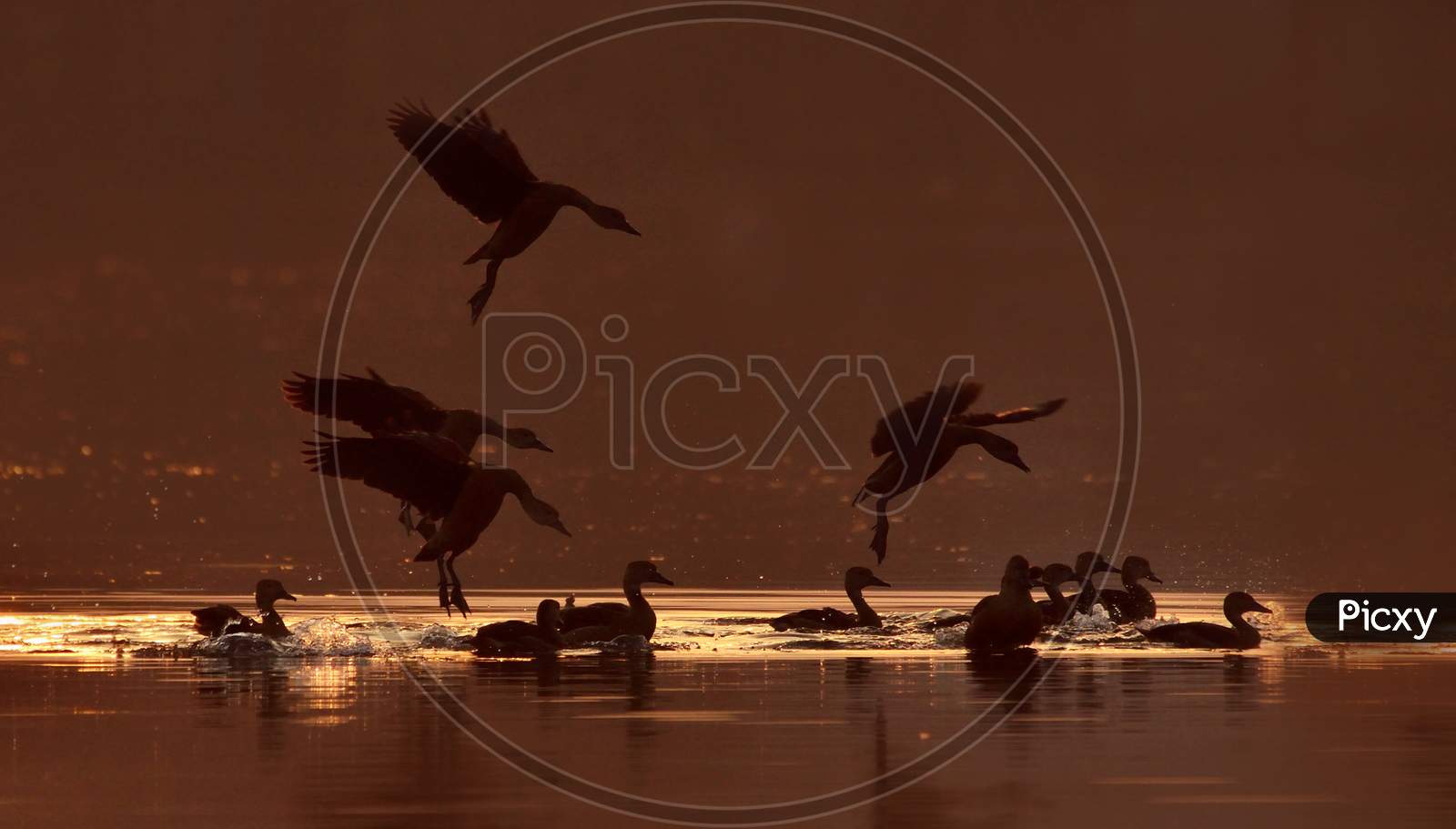 lesser whistling duck in a lake