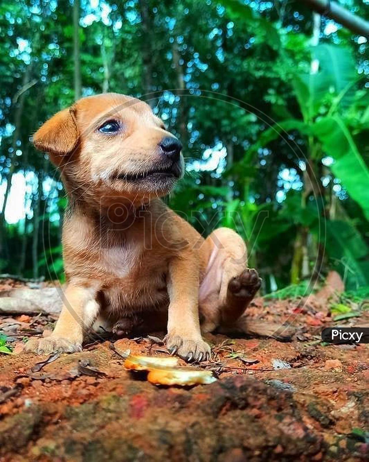 A puppy dog