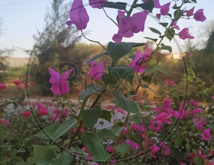 Pink Flower plant leaf beautiful nature morning time view