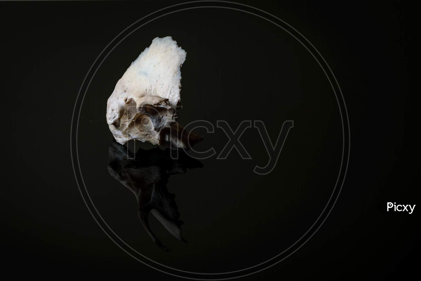 Isolated Human Left Sided Temporal Bone Of Skull On A Dark Background.Front View