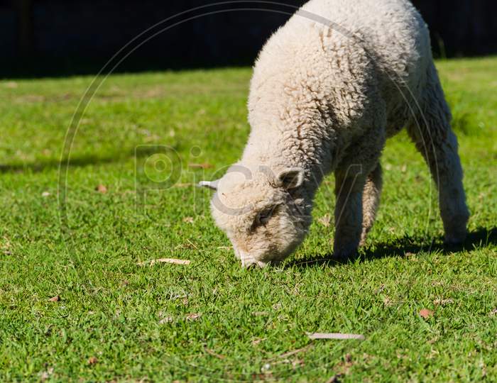 Portrait Of Lamb Grazing In The Field