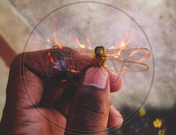 Burning dragon fly