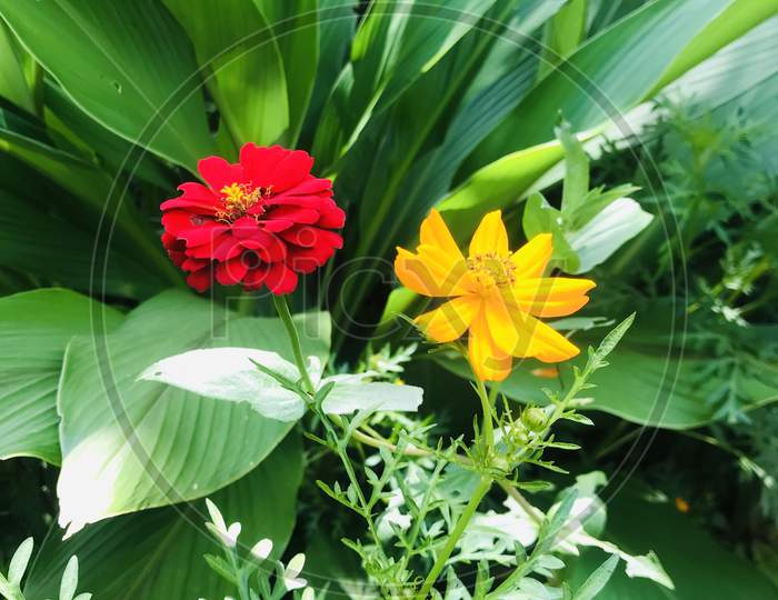 two beautiful flowers