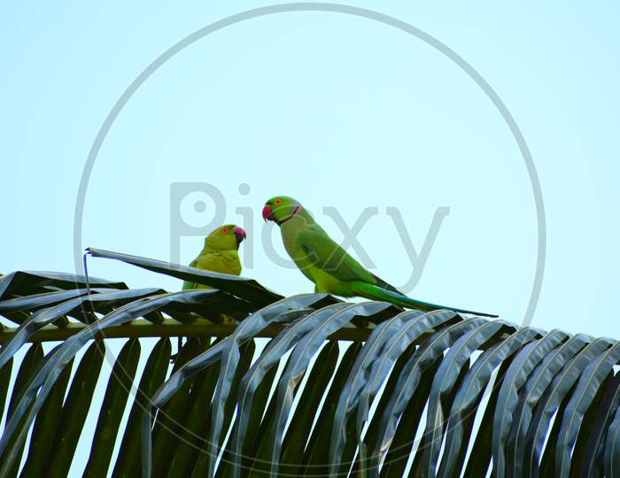 Indian ringneck parrots