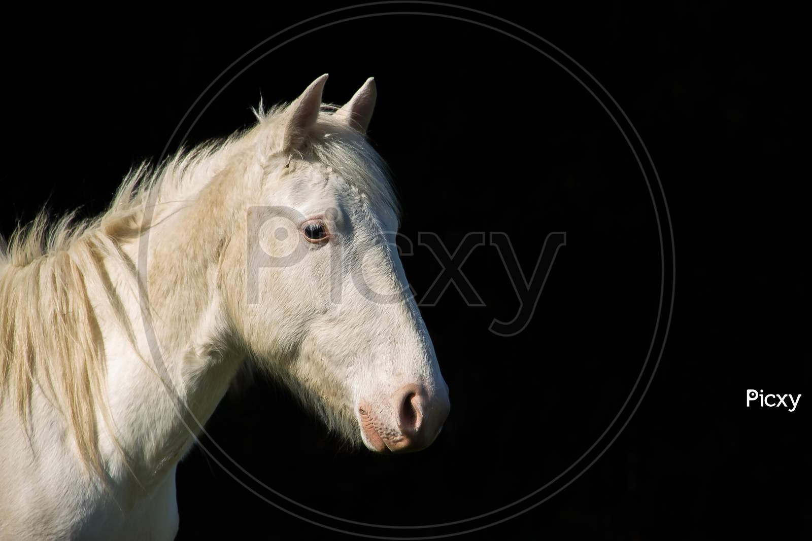 White Horse Portrait On Black Contrast Background