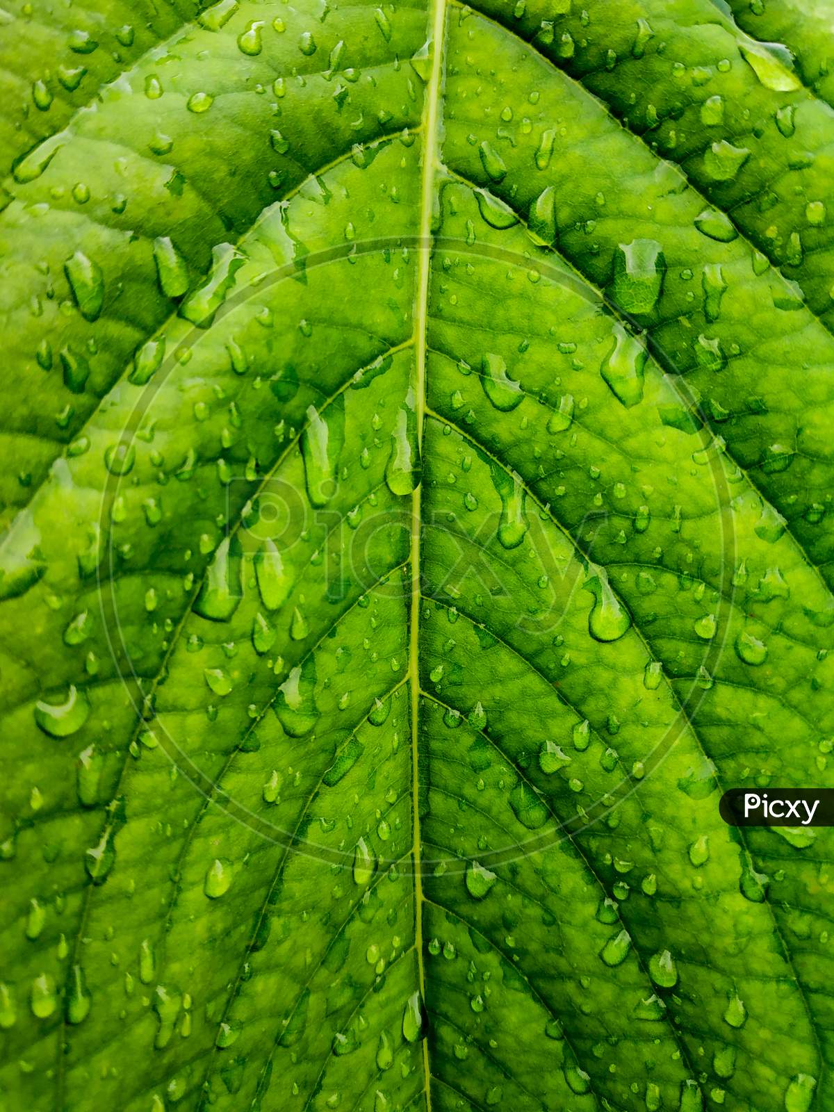 Water Drops On Green Leaf Texture Background