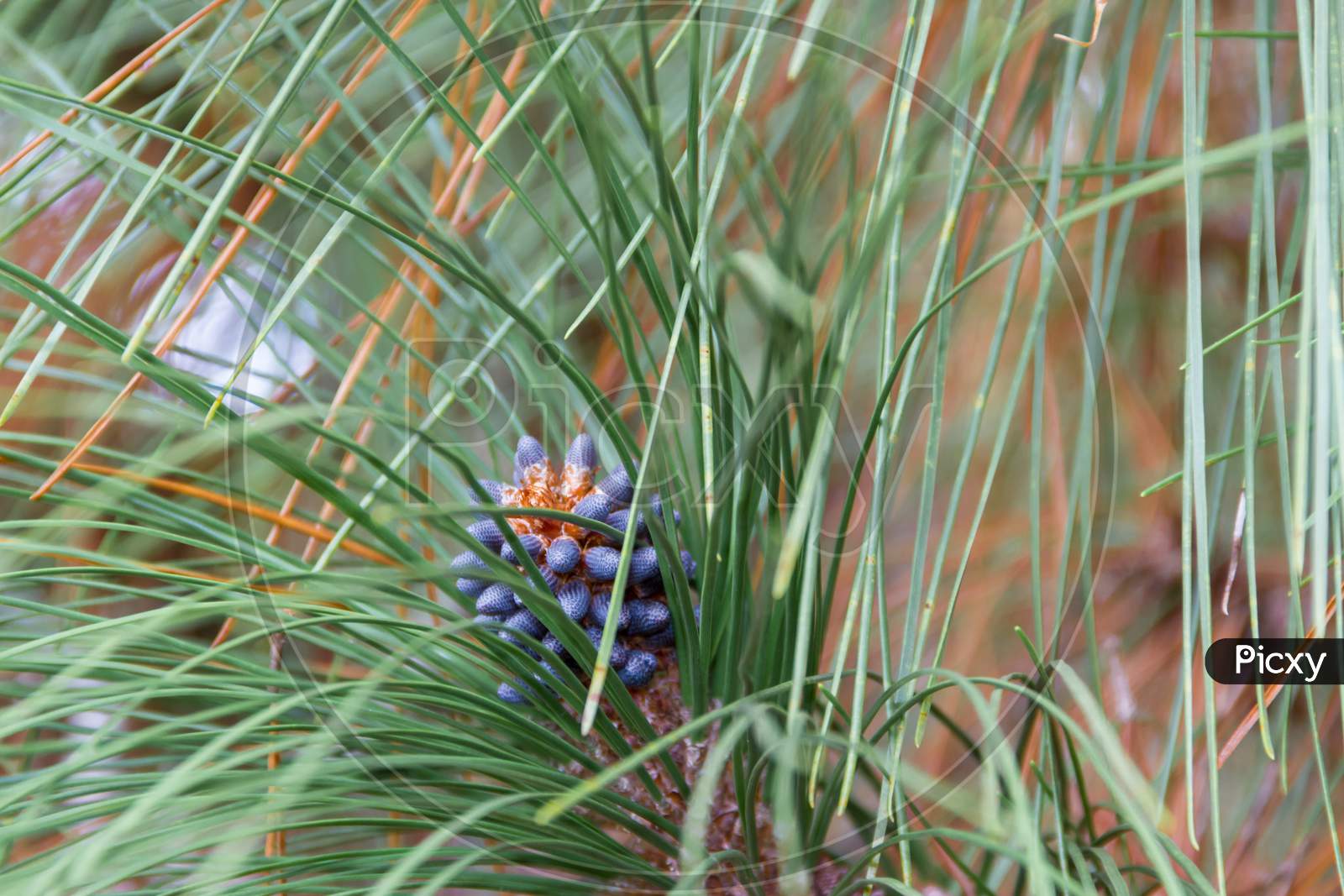 Pineapple Ripening On The Pine In Autumn
