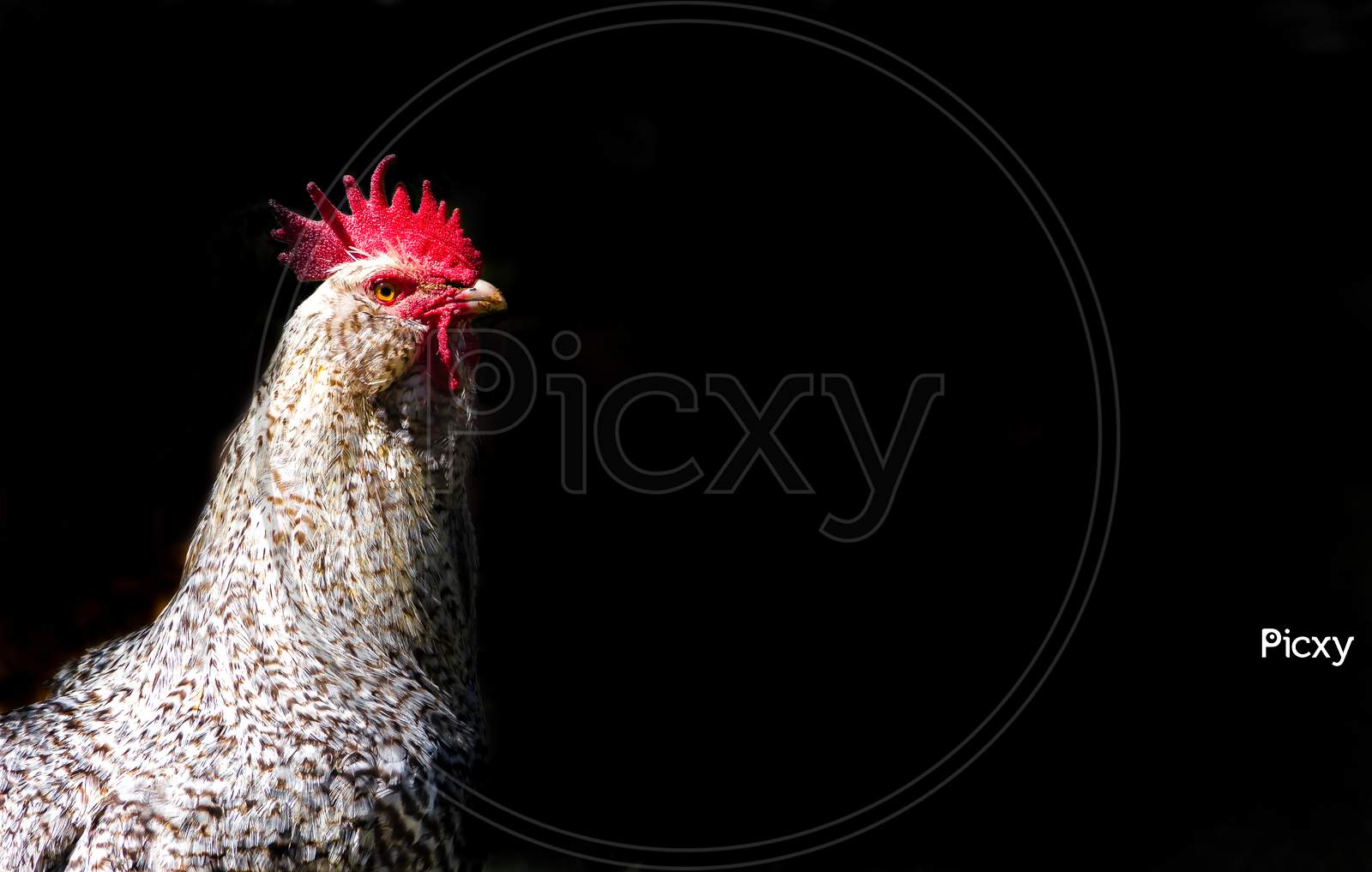 Portrait Of Rooster Isolated On Black Background With Space For Text