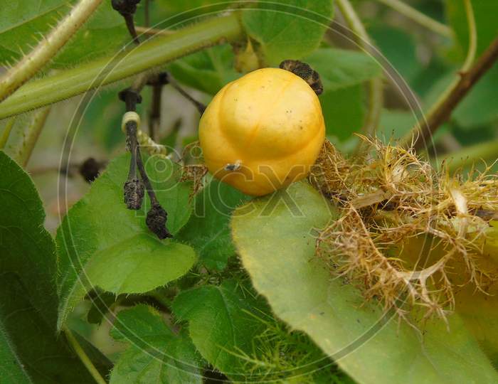 yellow fruit in green plant