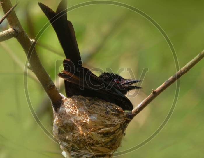 bronze drongo bird in nest