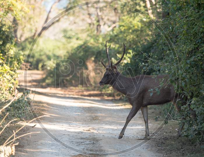 Sambar Deer Crossing The Road