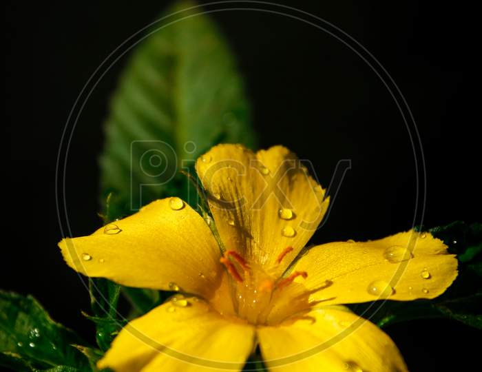 Yellow flower darkness