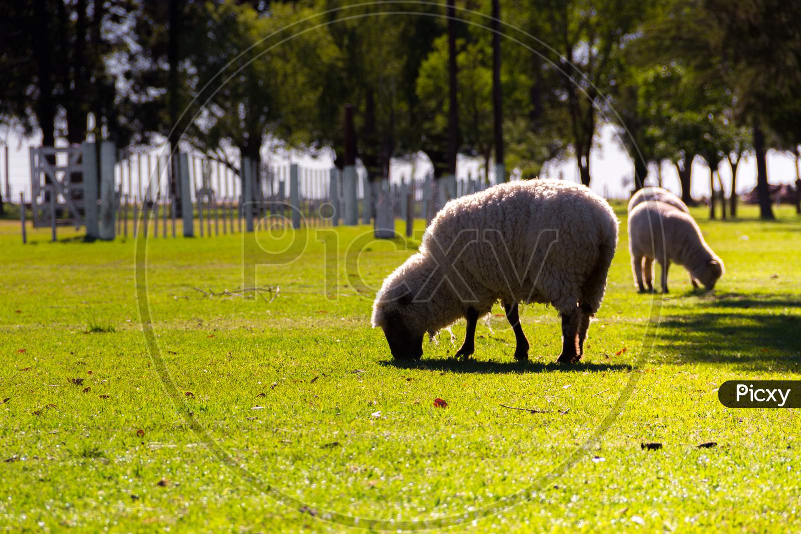 Sheep Grazing On The Farm In Summer